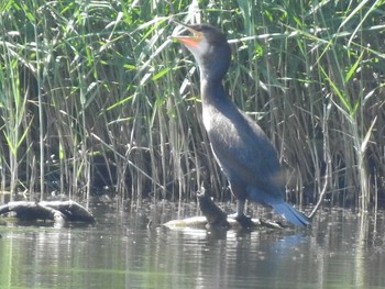 Japanese Cormorant Nishioka Park Sun, 8/4/2019