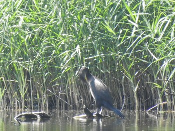 Japanese Cormorant Nishioka Park Sun, 8/4/2019