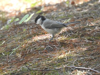 Marsh Tit Nishioka Park Sun, 8/4/2019