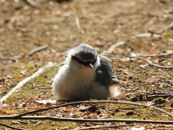 シロハラゴジュウカラ 西岡公園(西岡水源地) 2019年8月4日(日)