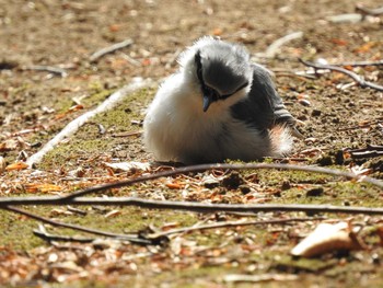 シロハラゴジュウカラ 西岡公園(西岡水源地) 2019年8月4日(日)