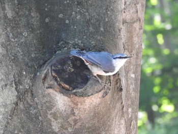 Eurasian Nuthatch(asiatica) Nishioka Park Sun, 8/4/2019