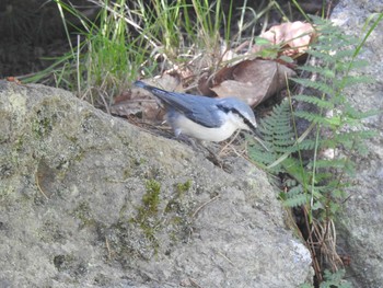 Eurasian Nuthatch(asiatica) Nishioka Park Sun, 8/4/2019