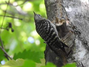 Japanese Pygmy Woodpecker Nishioka Park Sun, 8/4/2019