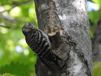 Japanese Pygmy Woodpecker Nishioka Park Sun, 8/4/2019