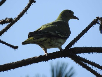 アオバト 西岡公園(西岡水源地) 2019年8月4日(日)