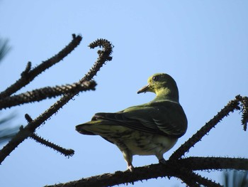 White-bellied Green Pigeon Nishioka Park Sun, 8/4/2019