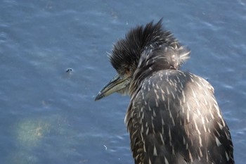 2019年8月4日(日) 葛西臨海公園の野鳥観察記録