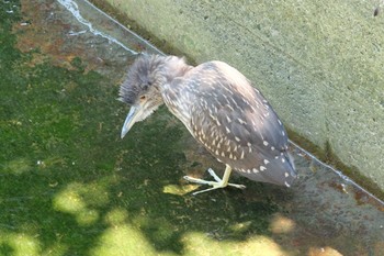 Sun, 8/4/2019 Birding report at Kasai Rinkai Park