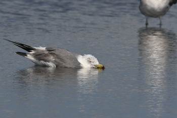 2019年8月4日(日) ふなばし三番瀬海浜公園の野鳥観察記録