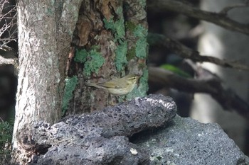 メボソムシクイ 奥庭荘(富士山) 2019年8月3日(土)