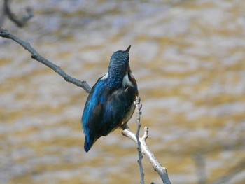 Sun, 8/4/2019 Birding report at 恩田川(高瀬橋付近)