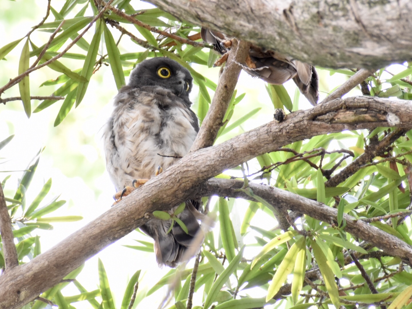  アオバズクの写真 by ヨウコ