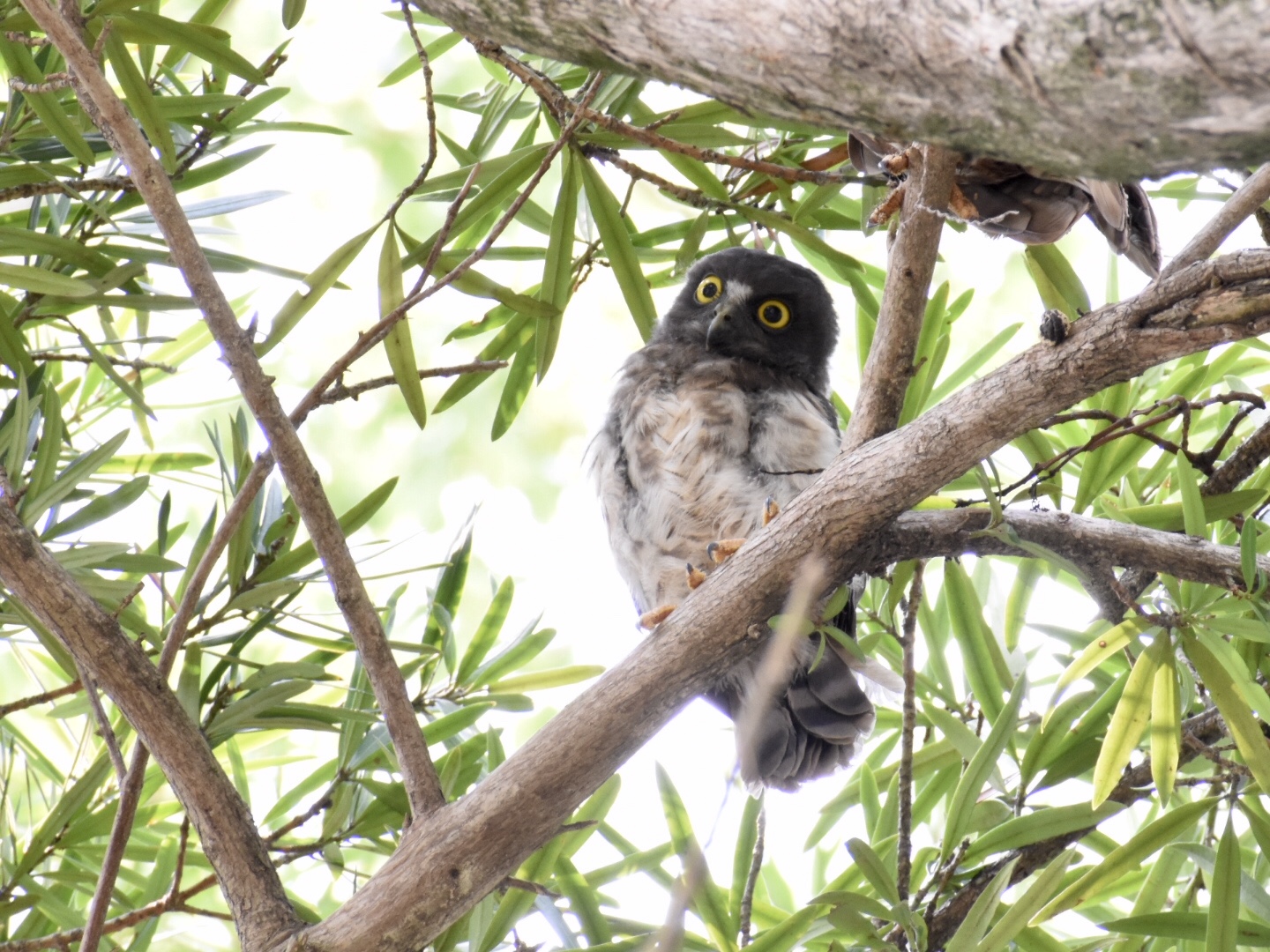  アオバズクの写真 by ヨウコ