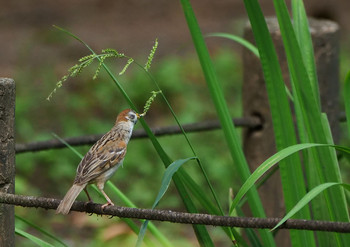 Eurasian Tree Sparrow Chikozan Park Tue, 7/30/2019