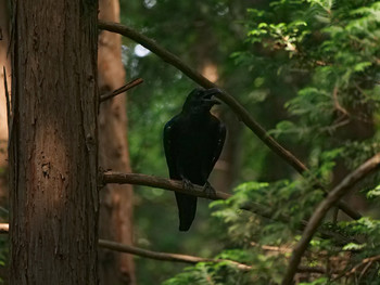 Large-billed Crow Chikozan Park Tue, 7/30/2019