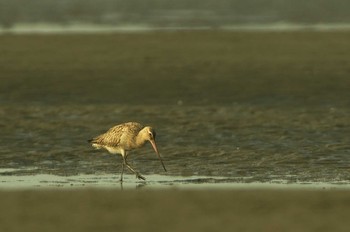 オオソリハシシギ ふなばし三番瀬海浜公園 2019年7月30日(火)