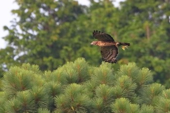 ハチクマ 場所が不明 2019年8月4日(日)