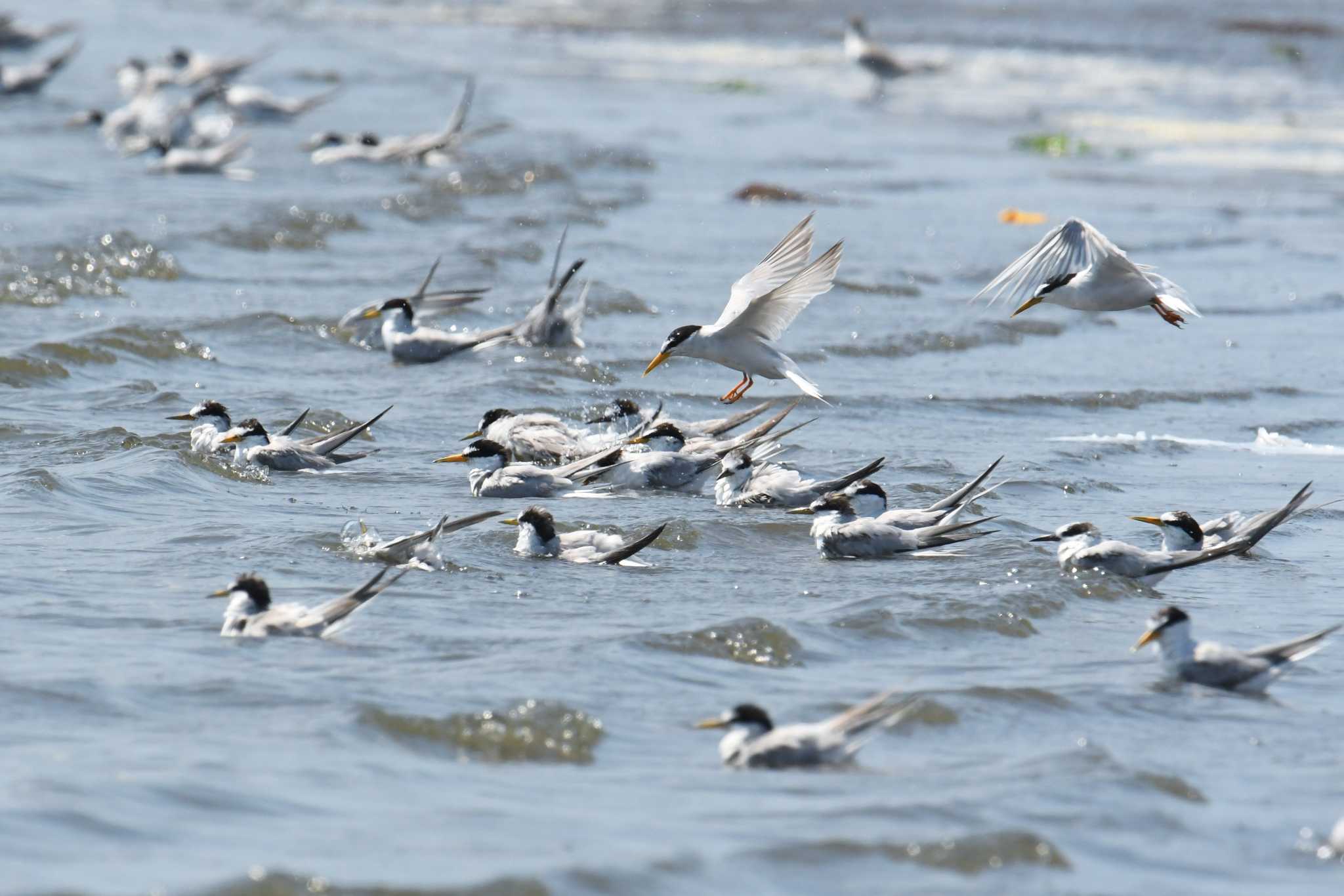 ふなばし三番瀬海浜公園 コアジサシの写真 by あひる