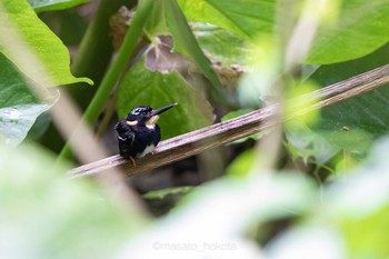 Northern Silvery Kingfisher ラジャ・シカチュナ国立公園 2019年7月19日(金)