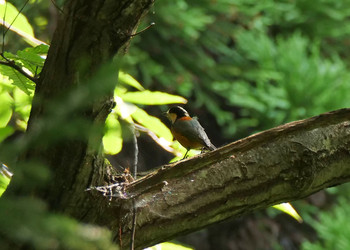 Varied Tit Saitama Prefecture Forest Park Sun, 8/4/2019