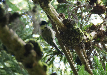 Willow Tit Saitama Prefecture Forest Park Sun, 8/4/2019