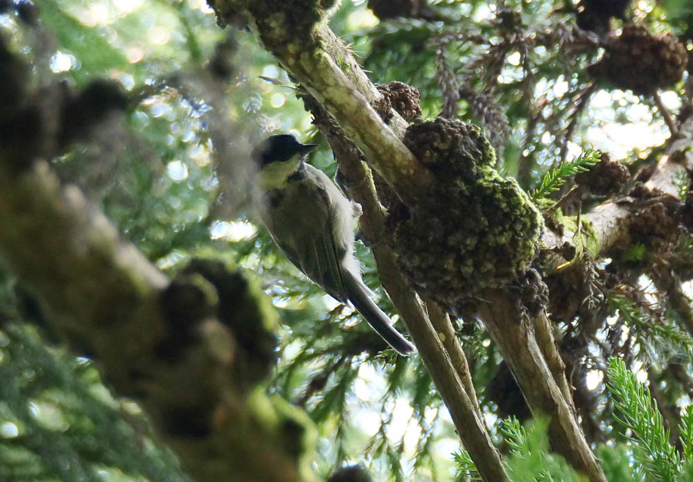 Willow Tit