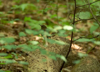 Eurasian Wren Saitama Prefecture Forest Park Sun, 8/4/2019