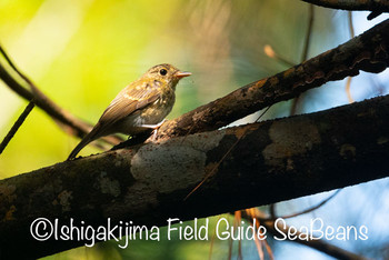 リュウキュウキビタキ 石垣島 2019年8月5日(月)