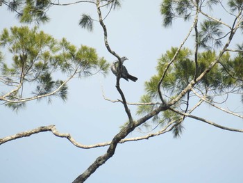 Green Imperial Pigeon フィリピン　ボホール Sun, 7/21/2019