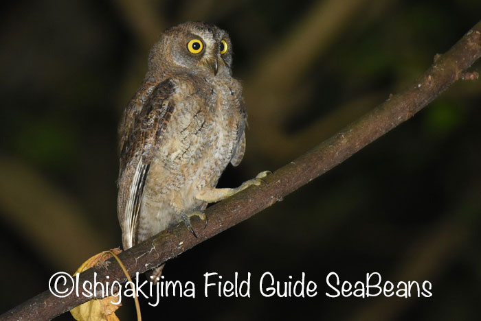 石垣島 リュウキュウコノハズクの写真 by 石垣島バードウオッチングガイドSeaBeans