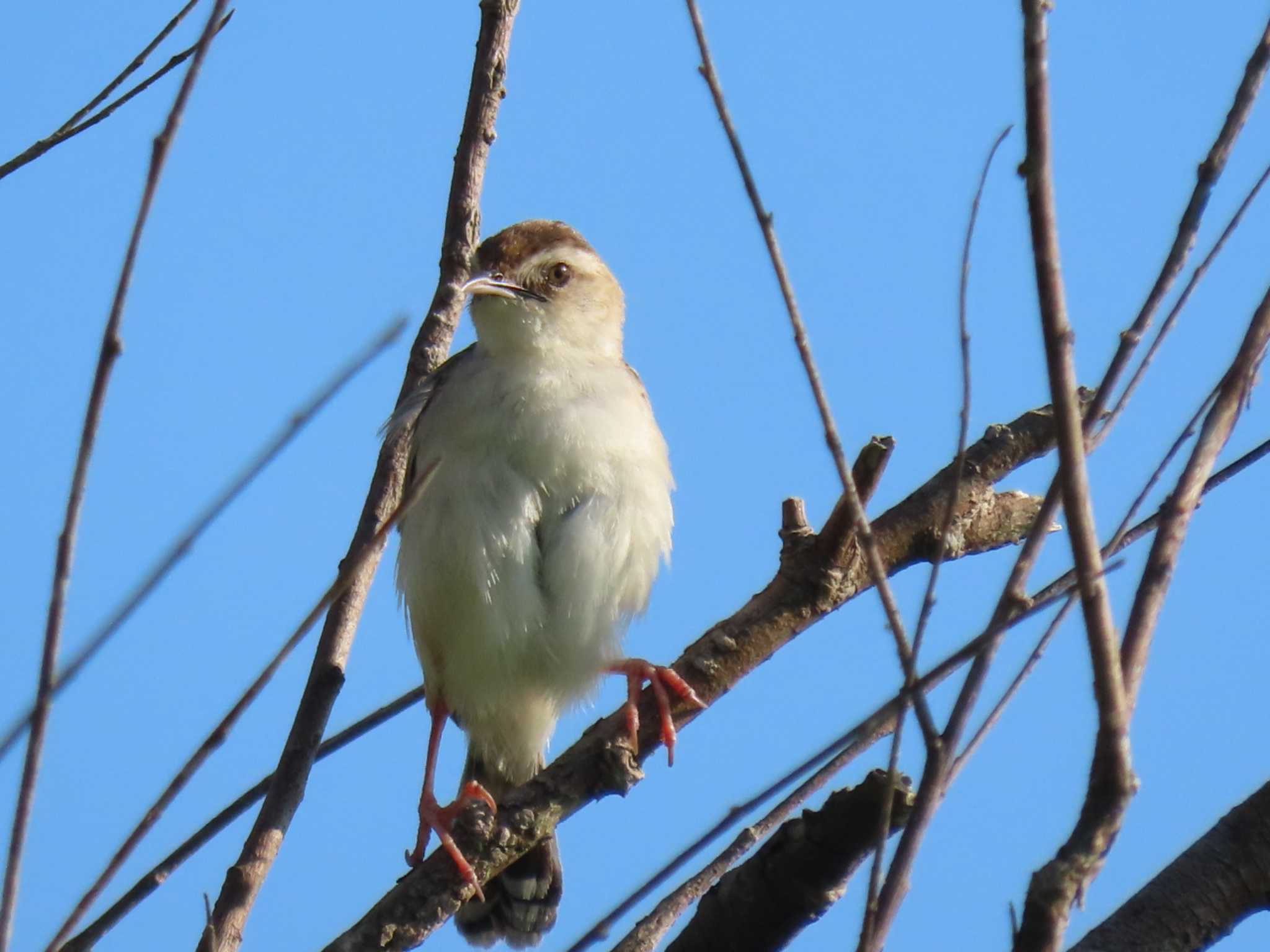 Photo of Zitting Cisticola at Tonegawa Kojurin Park by 38