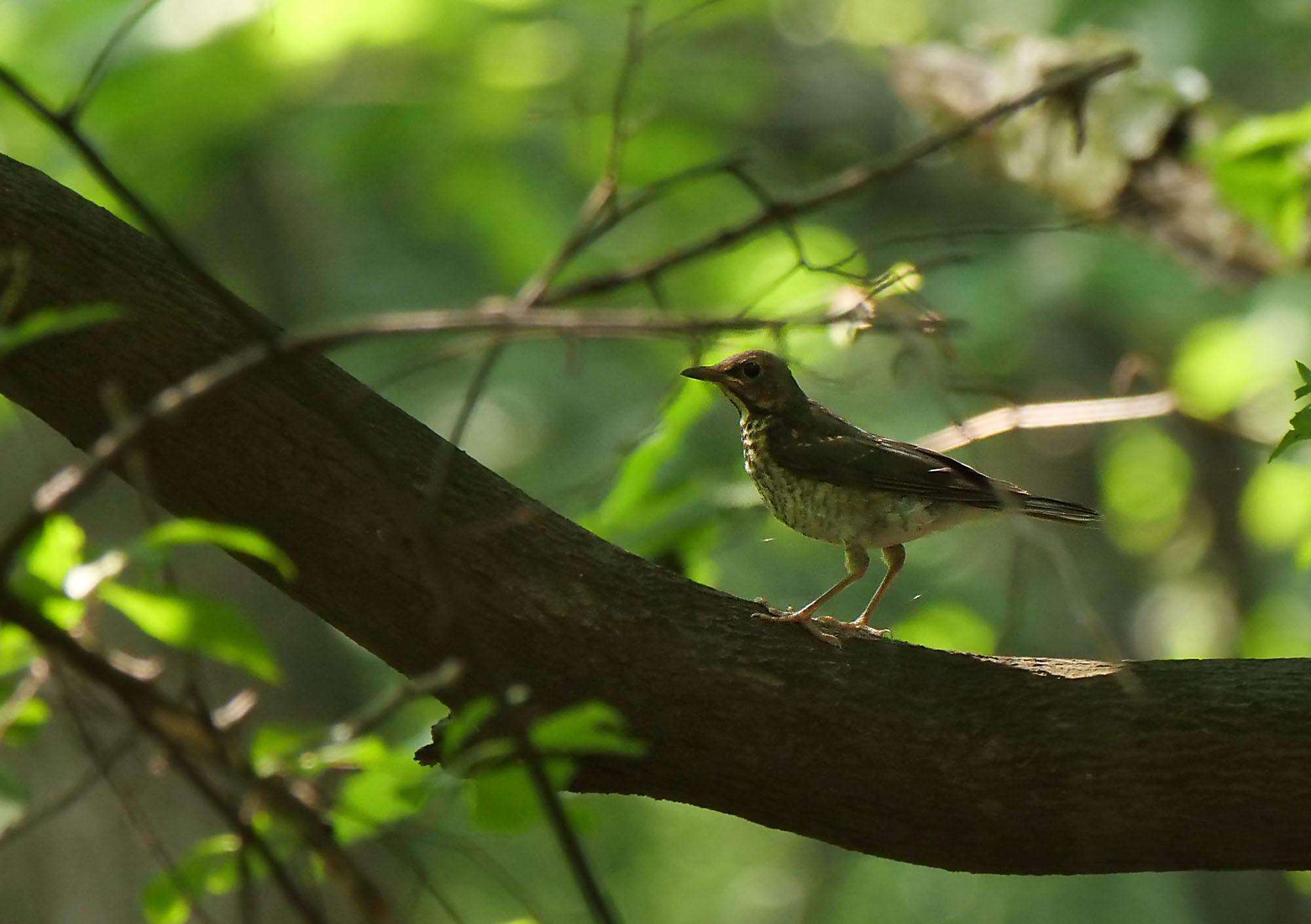 Japanese Thrush