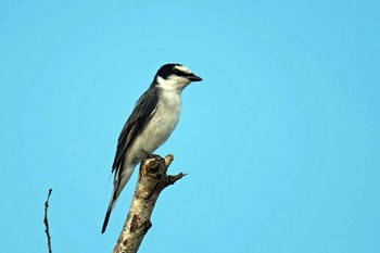 サンショウクイ 場所が不明 2019年8月1日(木)