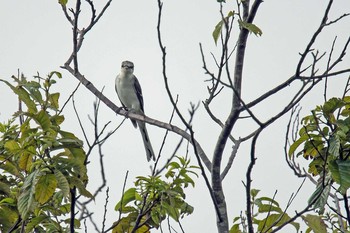 サンショウクイ 場所が不明 2019年8月2日(金)