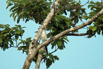 サンショウクイ 場所が不明 2019年8月1日(木)