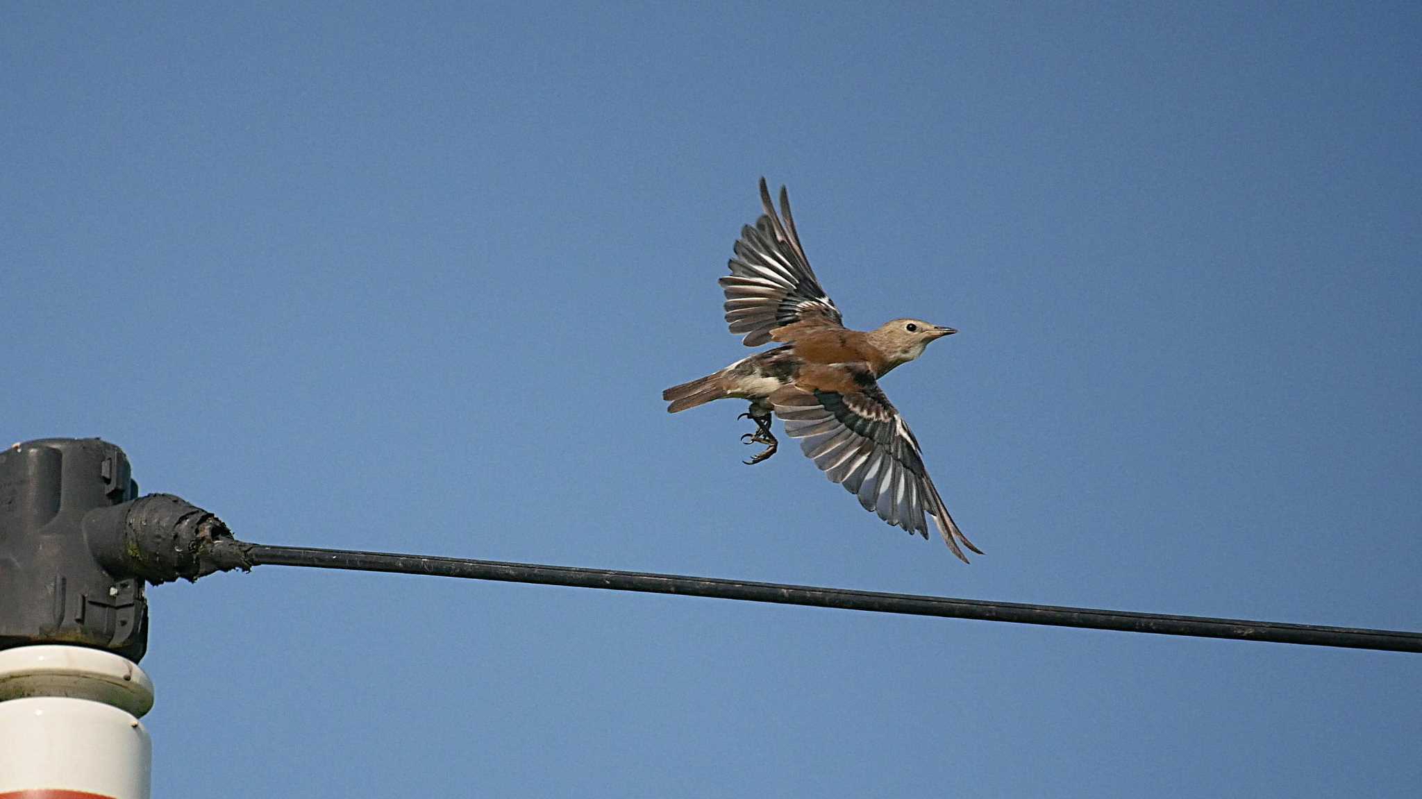 Photo of Chestnut-cheeked Starling at 千葉県野田市 by のりさん