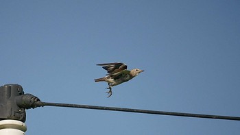 Chestnut-cheeked Starling 千葉県野田市 Sun, 8/4/2019