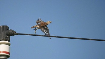 Chestnut-cheeked Starling 千葉県野田市 Sun, 8/4/2019