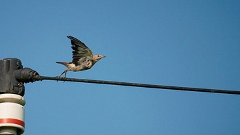 Chestnut-cheeked Starling 千葉県野田市 Sun, 8/4/2019