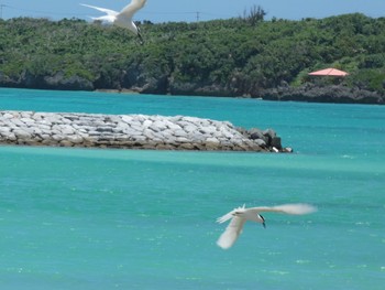 Black-naped Tern Yoron Island Tue, 8/6/2019