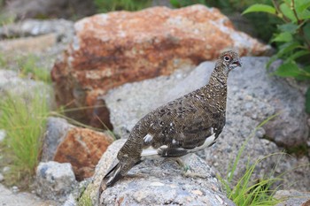 2019年8月3日(土) 室堂平の野鳥観察記録