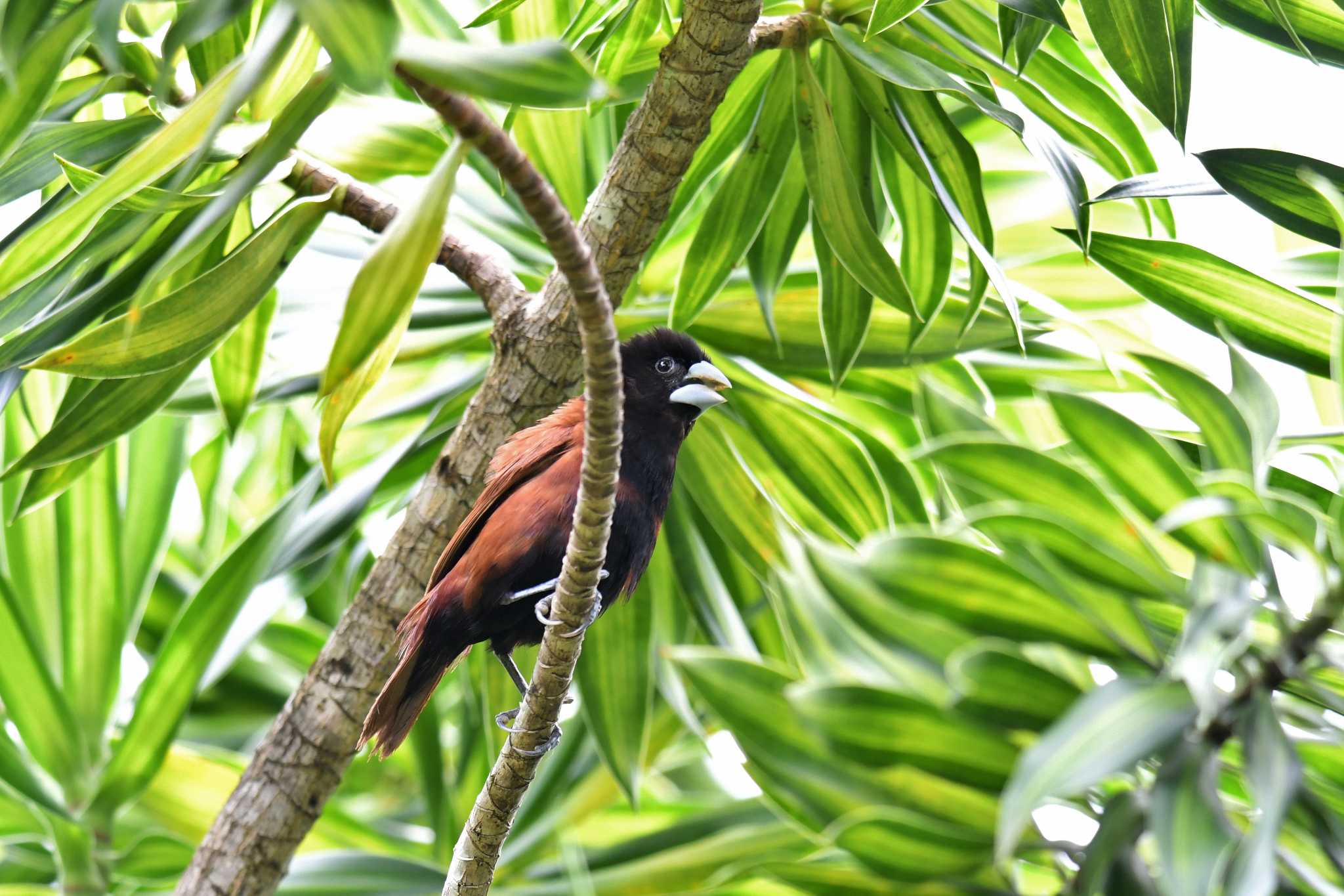 Photo of Chestnut Munia at Villa Del Carmen Bed And Breakfast by あひる