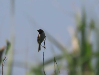 Ochre-rumped Bunting Tonegawa Kojurin Park Sun, 8/4/2019