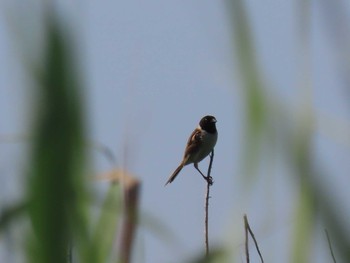 Ochre-rumped Bunting Tonegawa Kojurin Park Sun, 8/4/2019