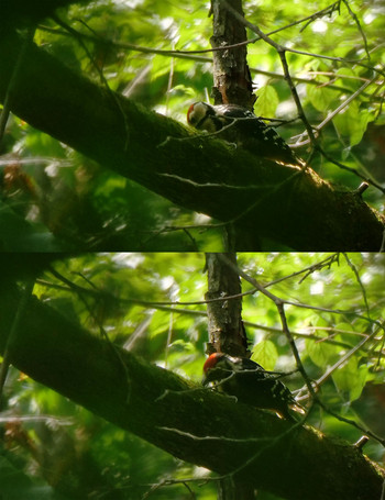 Great Spotted Woodpecker Saitama Prefecture Forest Park Sun, 8/4/2019