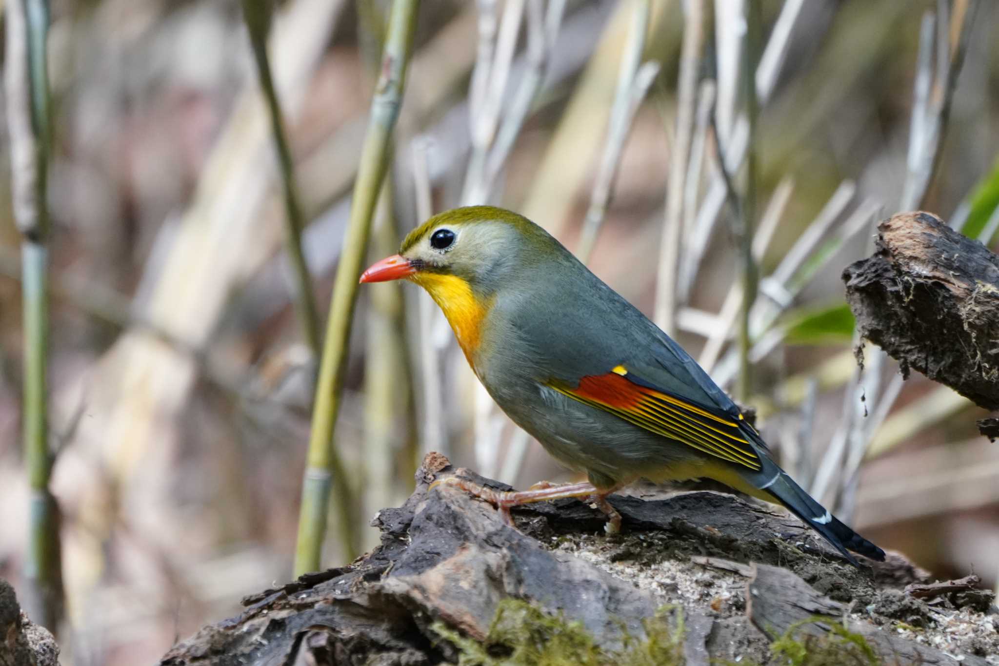 Photo of Red-billed Leiothrix at 山梨県 by Orion-HAS