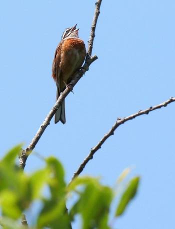 Meadow Bunting Saitama Prefecture Forest Park Sun, 8/4/2019