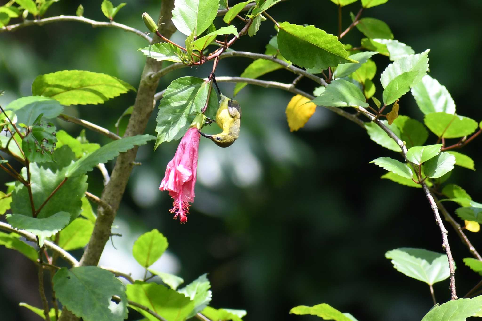 Ornate Sunbird