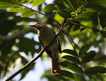 Philippine Bulbul